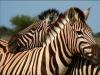 Africa Nature Animals (17)